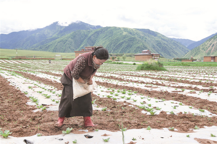 白瑪拉姆.jpg 白瑪拉姆.jpg